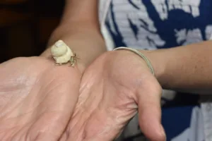 Crab Race Fiji: Hideaway Resort Coral Coast Accommodation for Families 2025